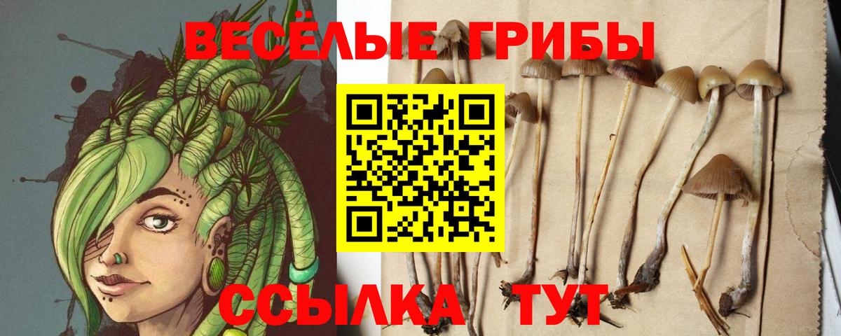 Галлюциногенные грибы GOLDEN TEACHER  Вход с VPN  Богданович 